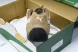 Puma Speedcat 398847 02 