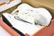 Nike Quest 6 FD6033-104 